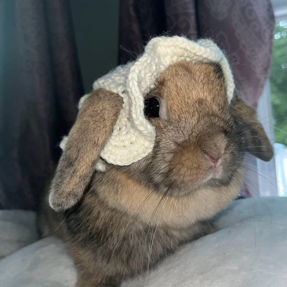Pet handmade hat. Perfect for bunnies, cats & small dogs.